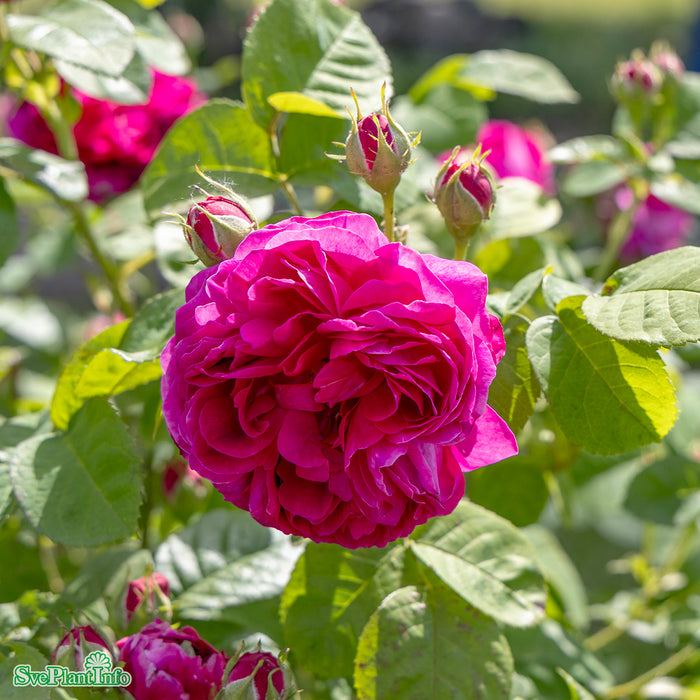 Rosa 'Great Western' A kval C4