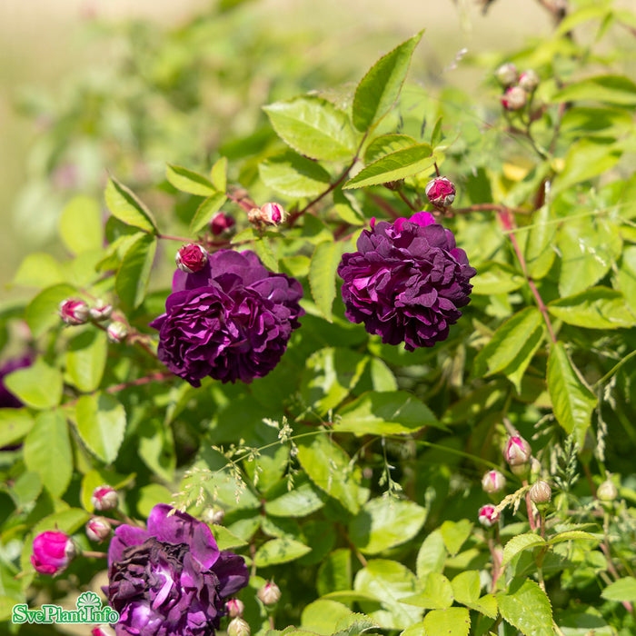Rosa 'Skedarosen' A-kval C3,5