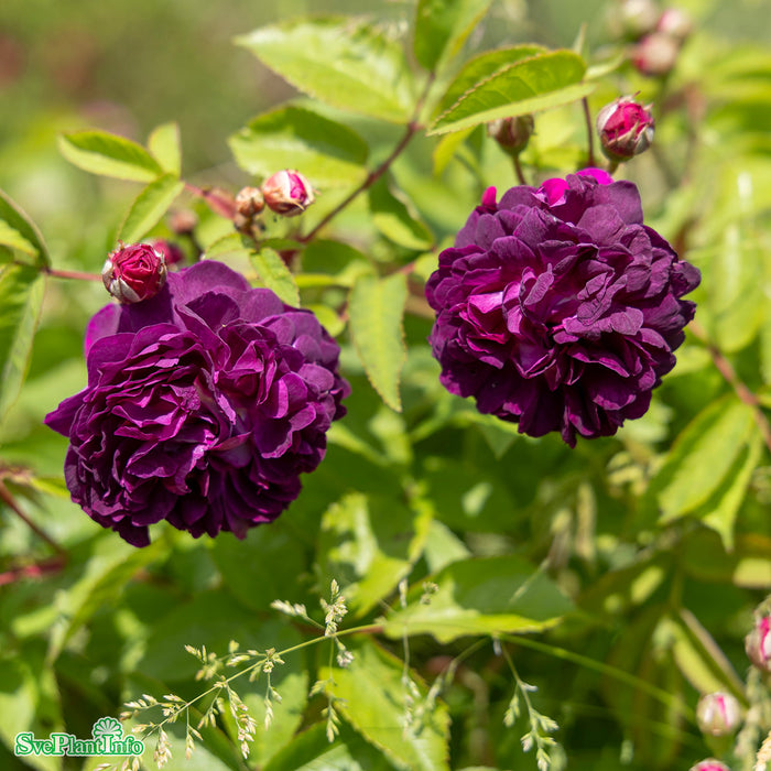Rosa 'Skedarosen' A-kval C3,5