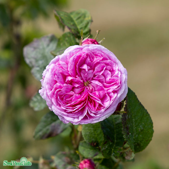 Rosa 'Aimable Amie' A kval C4