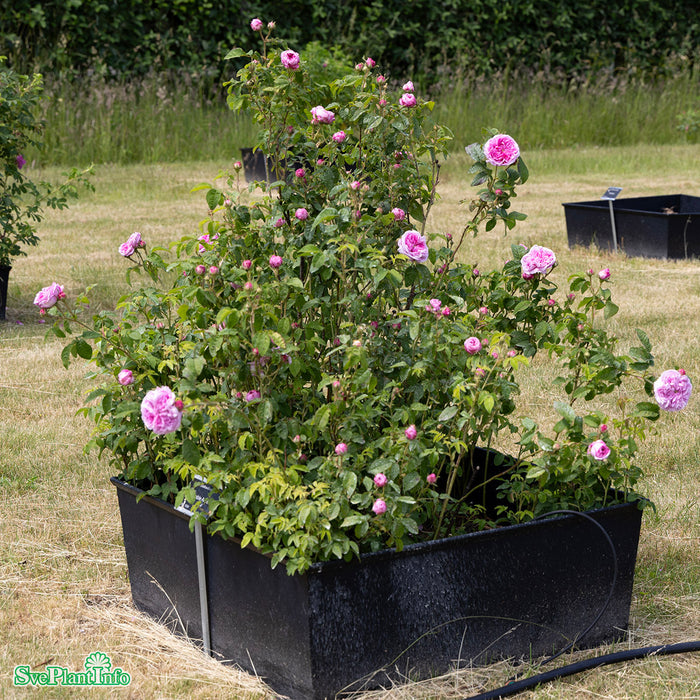 Rosa 'Aimable Amie' A kval C4