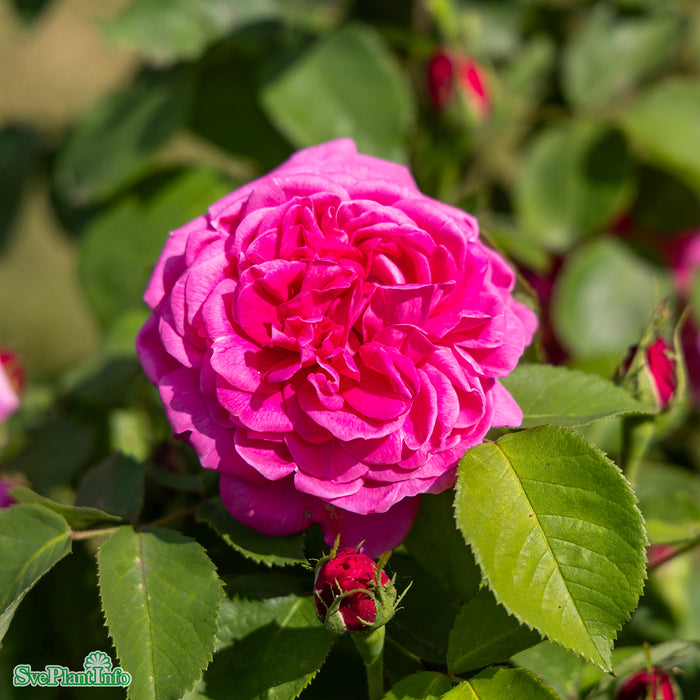 Rosa 'Magna Charta' A kval C4