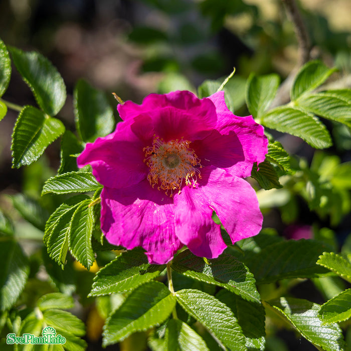 Rosa rugosa 'Regiliana' Busk C3