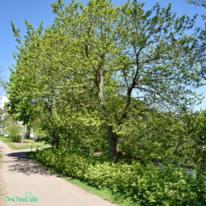 Pterocarya fraxinifolia Högstam Kl So 12-14