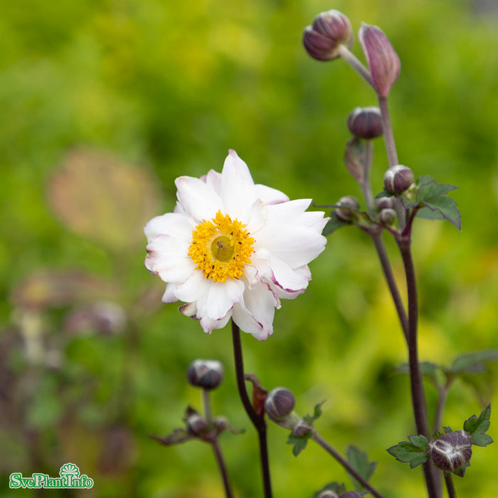 Anemone hupehensis japonica 'Snow Angel' A-kval