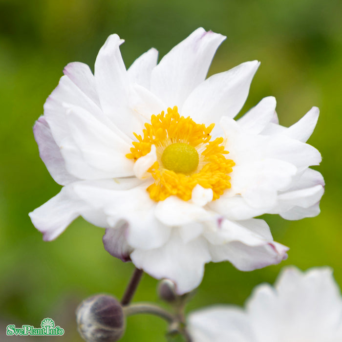 Anemone hupehensis japonica 'Snow Angel' A-kval