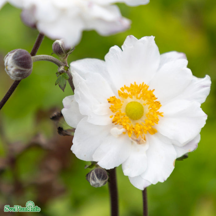 Anemone hupehensis japonica 'Snow Angel' A-kval