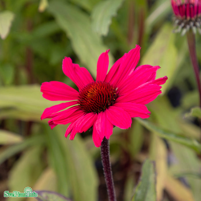 Echinacea 'Sunseekers Carmine' A-kval