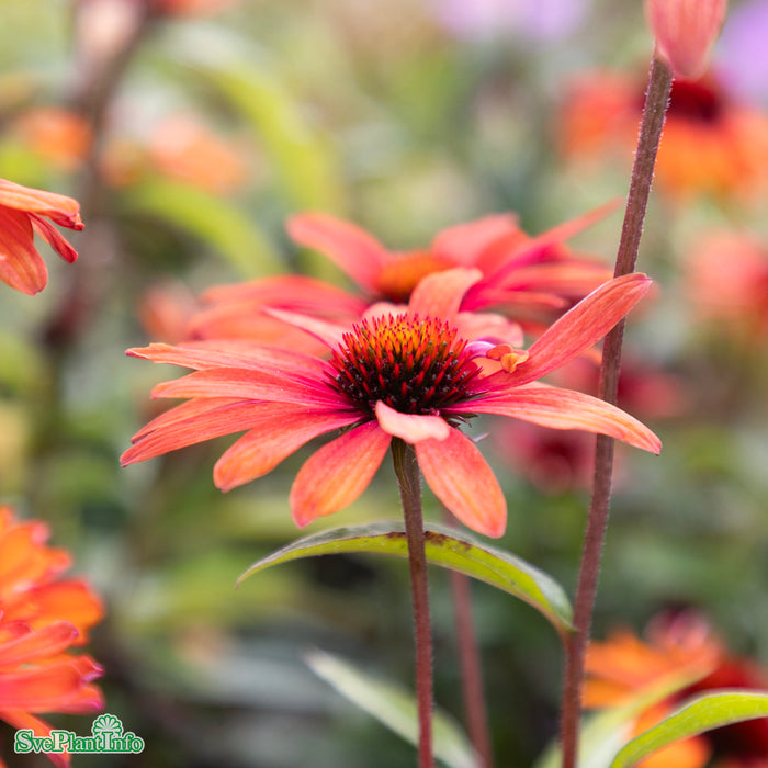 Echinacea 'SunSeekers Clementine' C 3