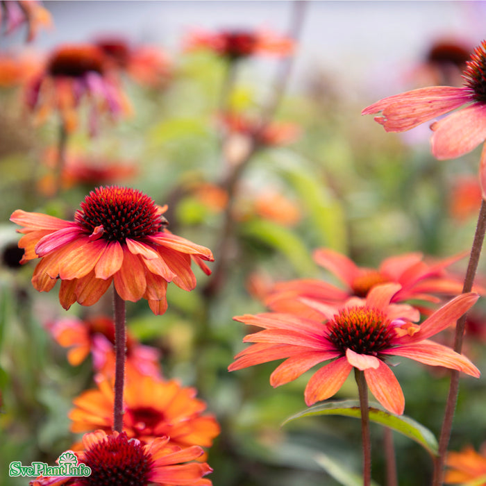 Echinacea 'SunSeekers Clementine' C 3