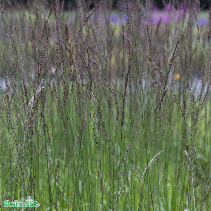 Molinia caerulea arundinacea 'Black Arrow' A-kval C2