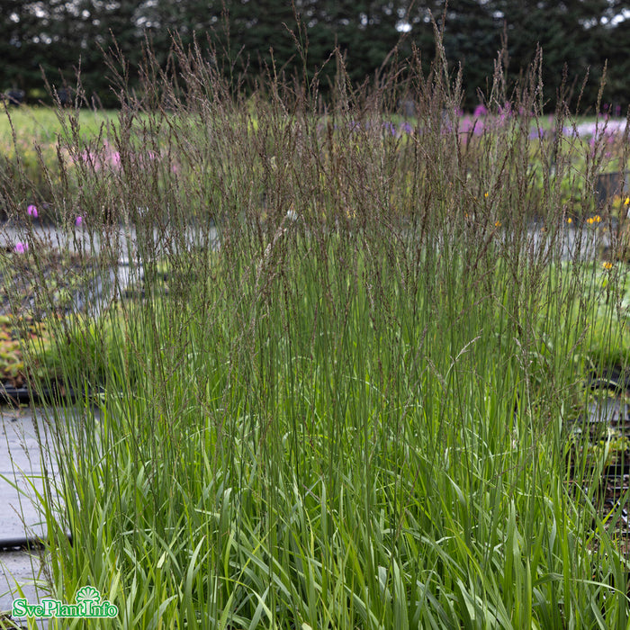 Molinia arundinacea 'Black Arrows' A-kval