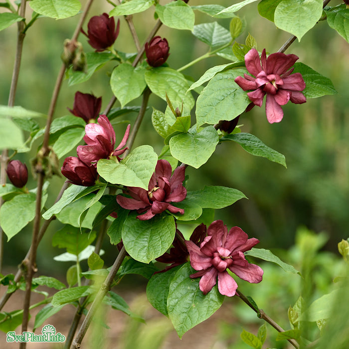 Calycanthus raulstonii 'Hartlage Wine' 80-100 cm C12