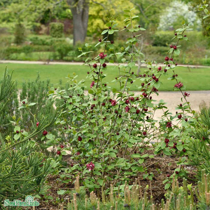 Calycanthus raulstonii 'Hartlage Wine' C5