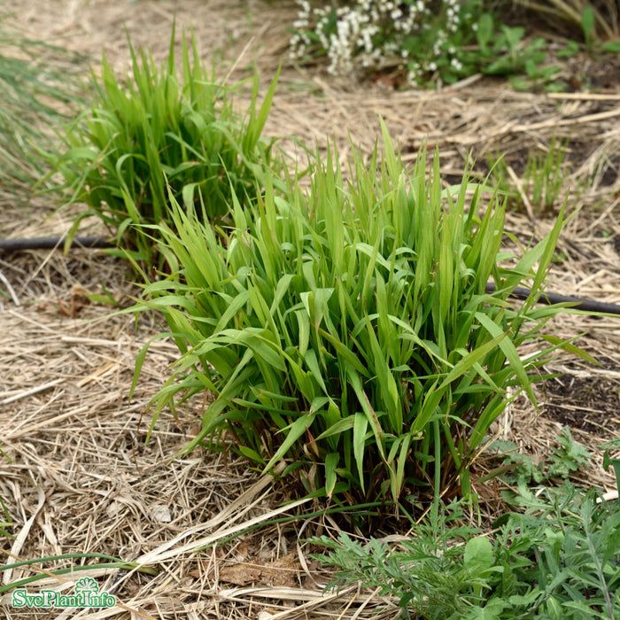 Chasmantium latifolium A-kval