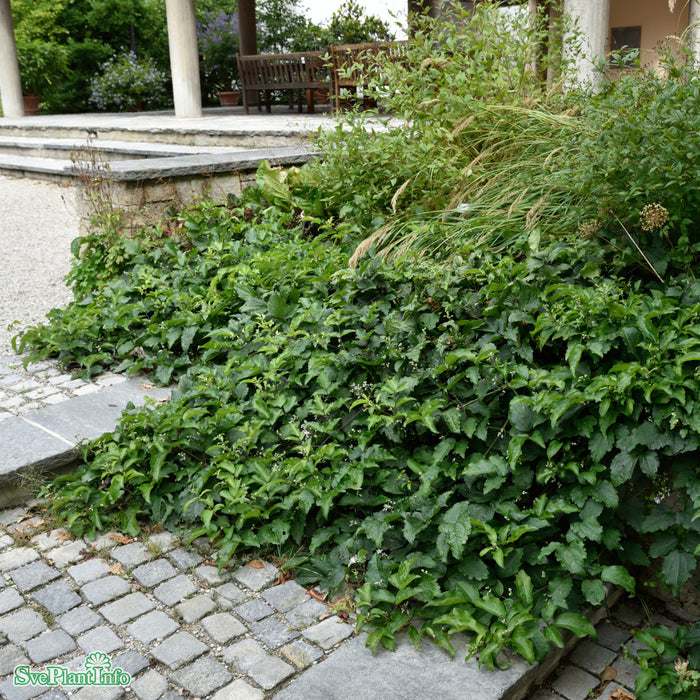 Clematis (Heraclei.) 'Praecox' A-kval C2