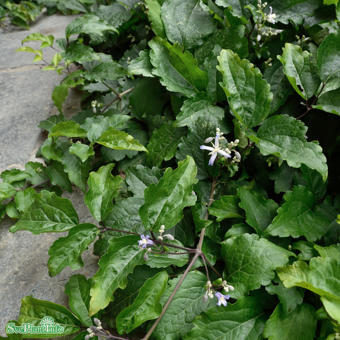 Clematis (Heraclei.) 'Praecox' A-kval C2