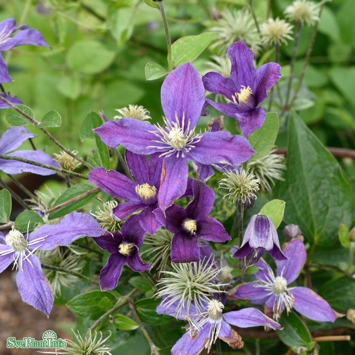 Clematis (Int.) 'Arabella' A-kval C2