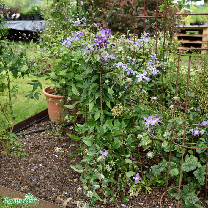 Clematis (Int.) 'Arabella' A-kval C2