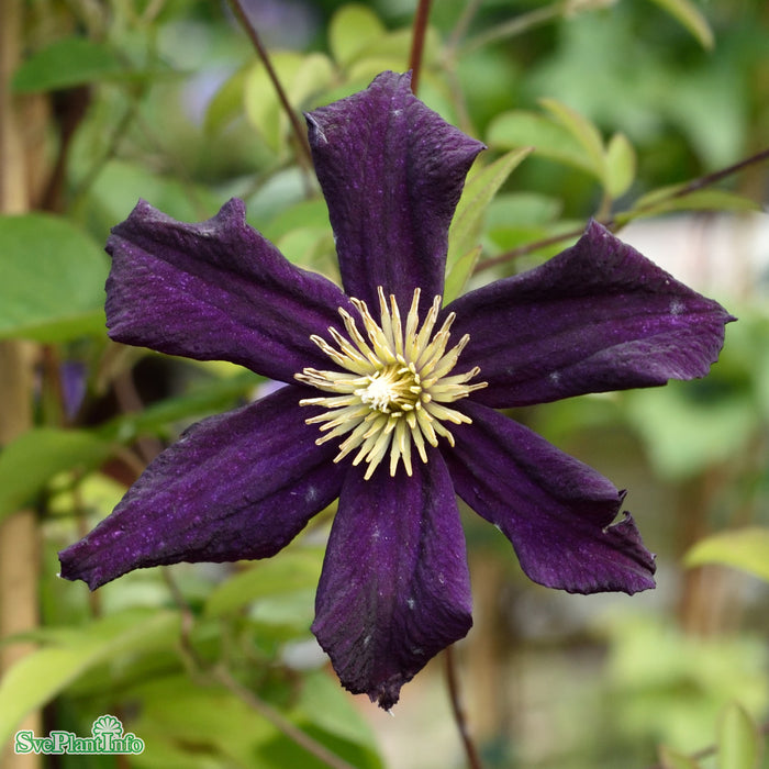 Clematis (SS) Romantika A-kval C2