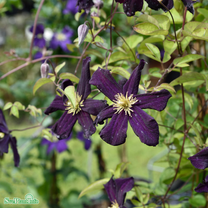 Clematis (SS) Romantika A-kval C2