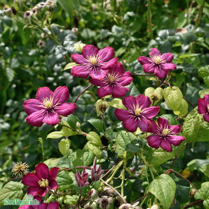 Clematis 'Ville de Lyon' C2