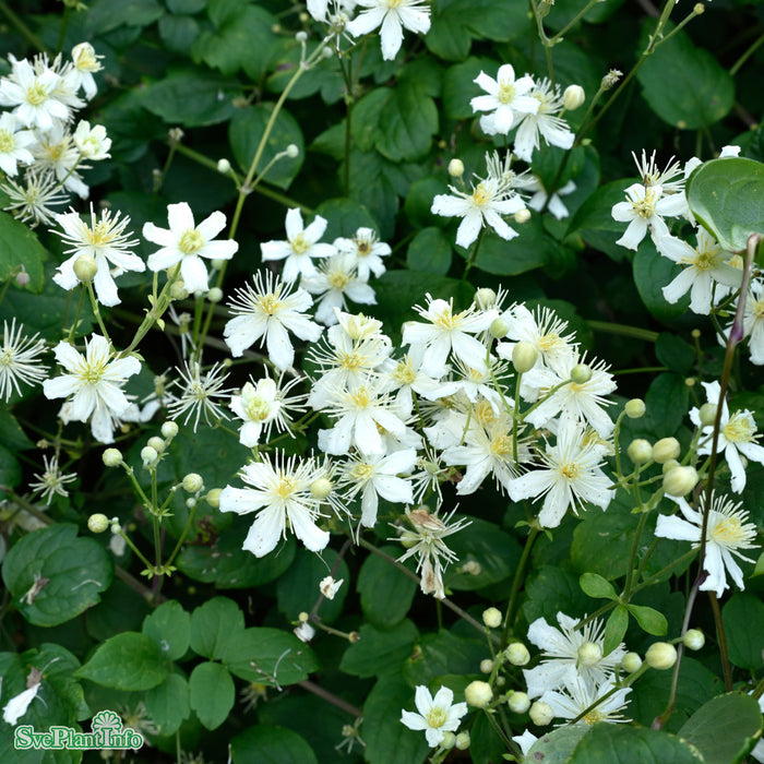Clematis (Vitalba) 'Paul Farges' 100-150 cm C5