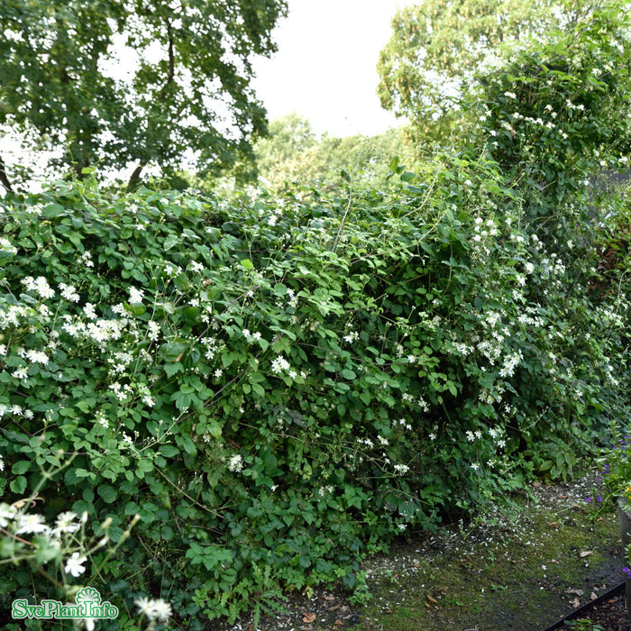 Clematis (Vitalba) 'Paul Farges' A-Kval C2