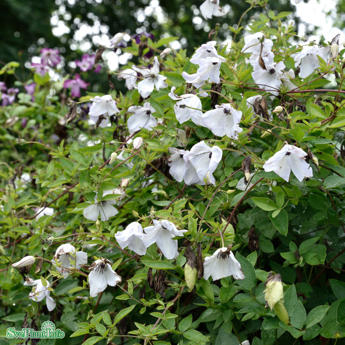 Clematis (Vitic.) 'Alba Luxurians' A-kval C2