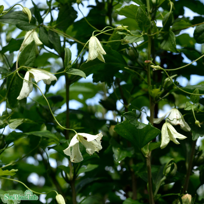 Clematis (Vitic.) 'Hågelby White' A-kval C2