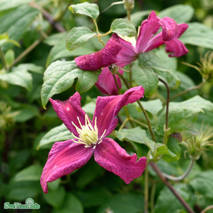 Clematis (Vitic.) 'Mme Julia Correvon' A-kval C2