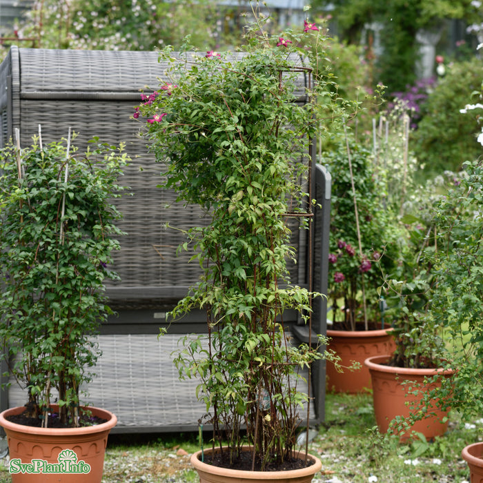 Clematis (Vitic.) 'Mme Julia Correvon' A-kval C2