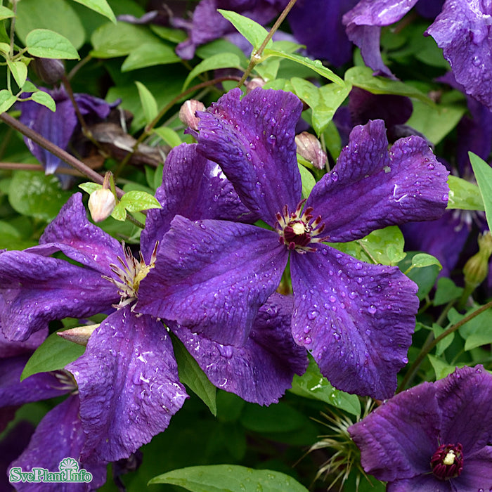 Clematis (Vitic.) 'Polish Spirit' A-kval C2