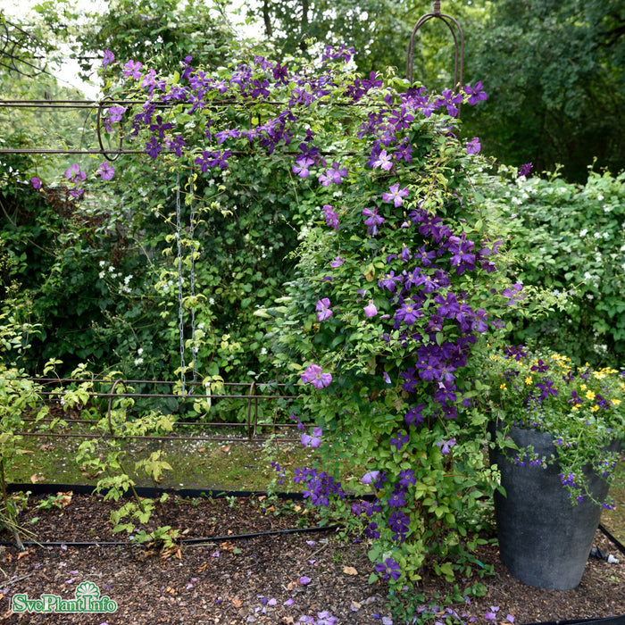 Clematis viticella Polish Spirit C 2