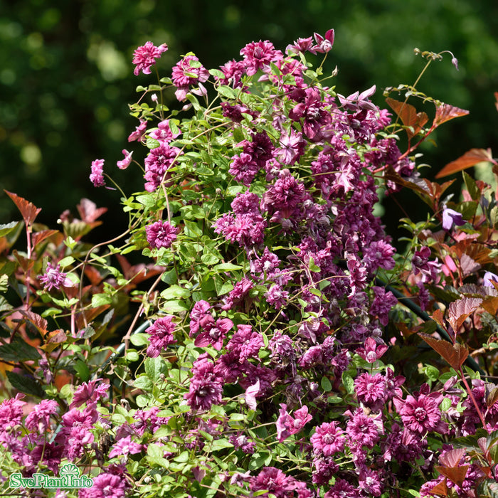 Clematis (Vitic.) 'Purp. Plena Elegans' A-kval C2