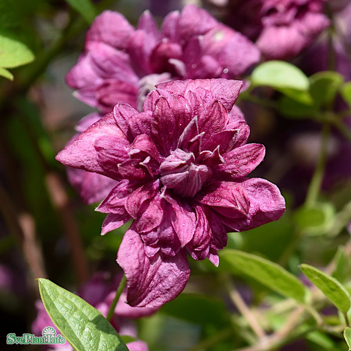 Clematis (Vitic.) 'Purp. Plena Elegans' A-kval C2