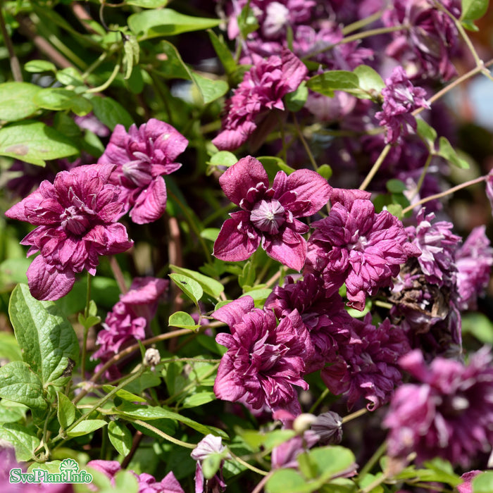 Clematis (Vitic.) 'Purp. Plena Elegans' A-kval C2