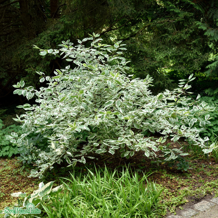 Cornus alba 'Elegantissima' Solitär C12 100-125cm