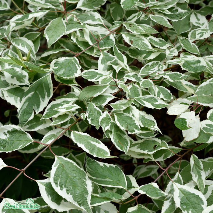 Cornus alba 'Elegantissima' Solitär C12 100-125cm