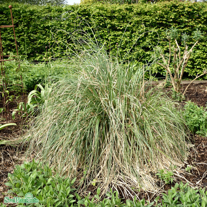 Cortaderia selloana 'Pumila' C18 XXL