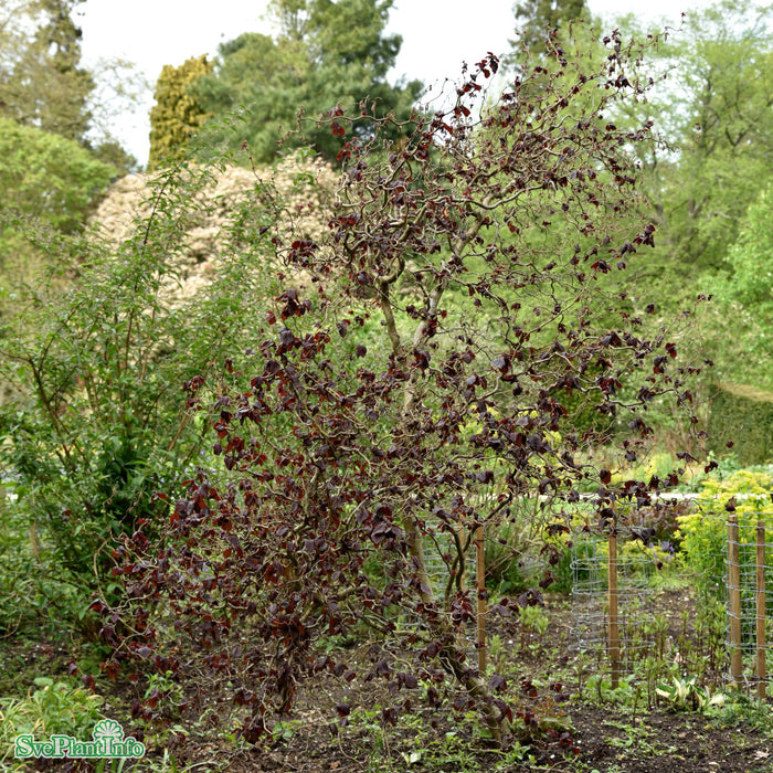 Corylus avellana 'Red Majestic' Solitär C18 100-125cm
