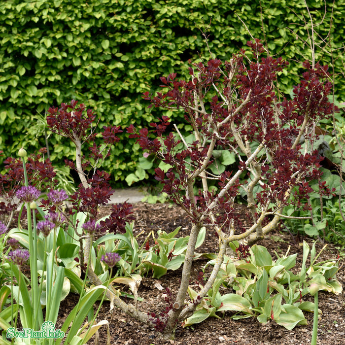 Cotinus coggygria 'Royal Purple' Solitär C16,5