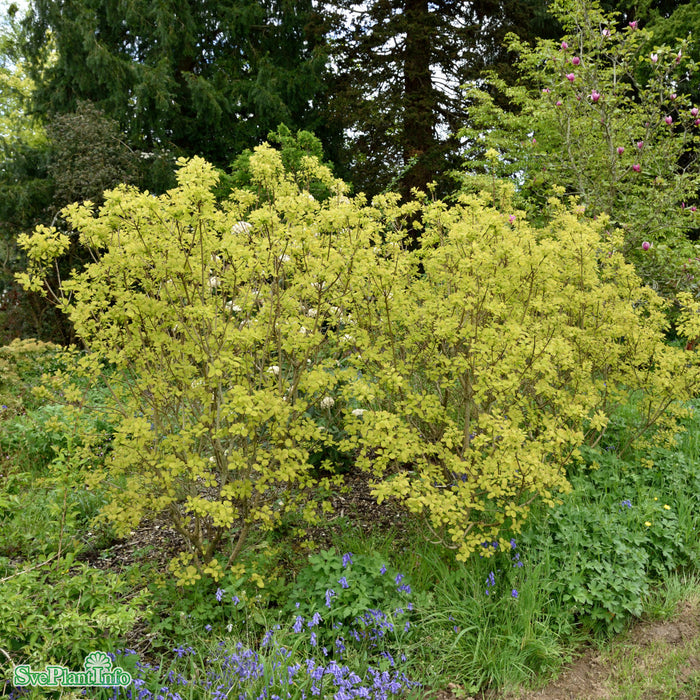 Cotinus coggygria 'Golden Lady' Solitär C10 60-80cm