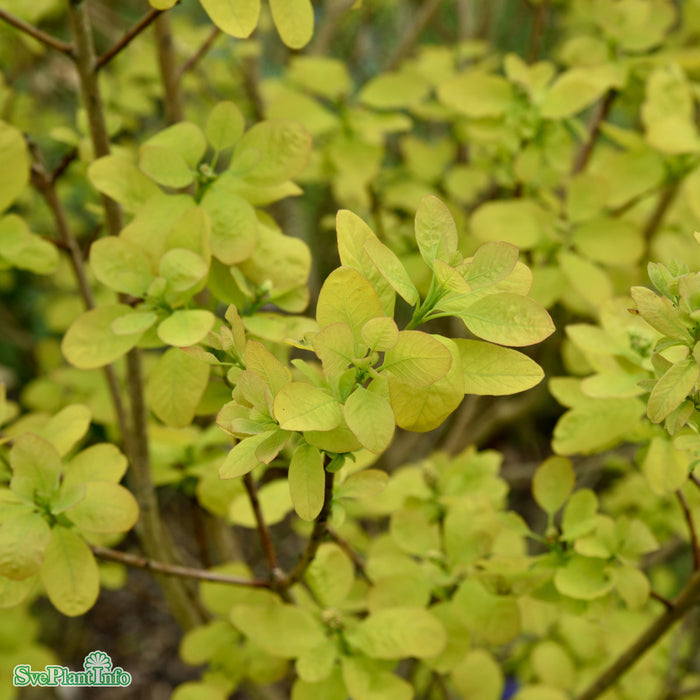 Cotinus coggygria 'Golden Lady' Busk C4,6