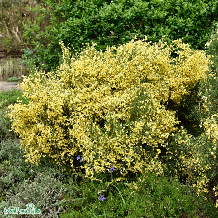 Cytisus praecox 'Allgold' Busk C4 45cm
