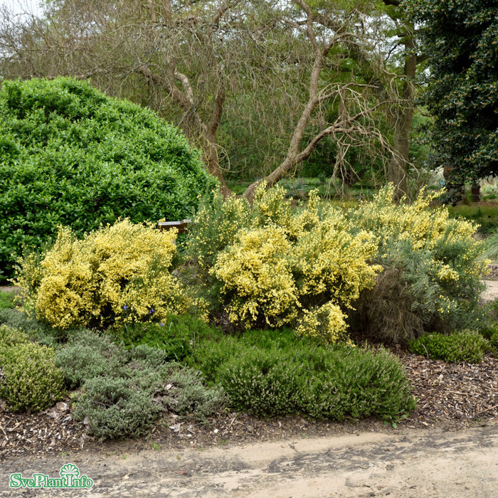 Cytisus praecox 'Allgold' Busk C4 45cm
