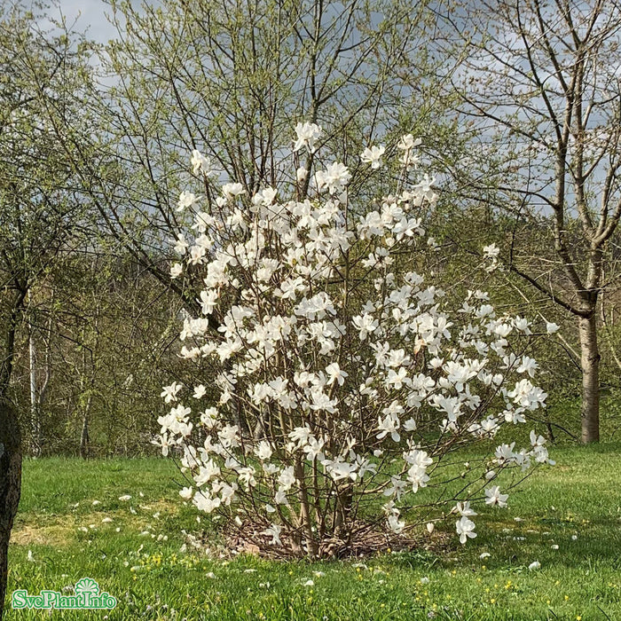 Magnolia x loebneri 'Merrill' Solitär C20 150-175cm