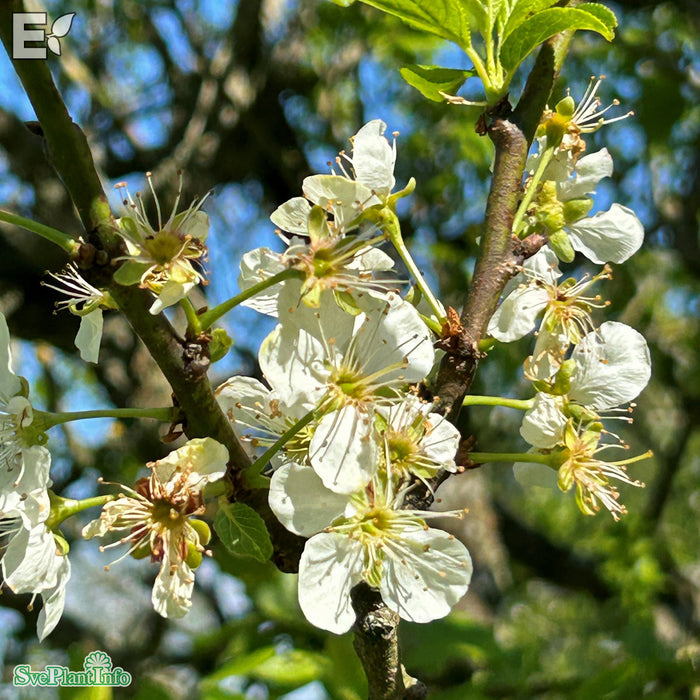 Prunus domestica 'Reine Claude d' Oullins' E P.cer Ompl. 5-6 år K