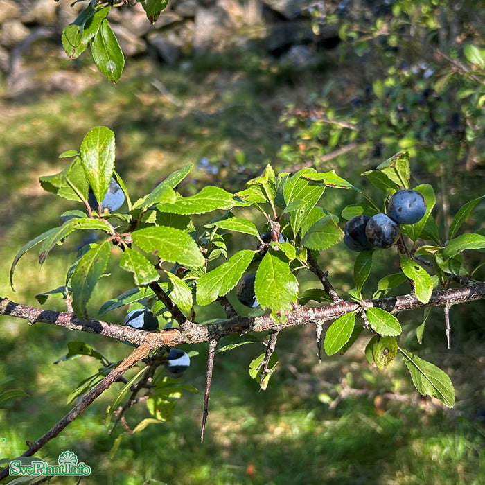 Prunus spinosa C3 40-60cm