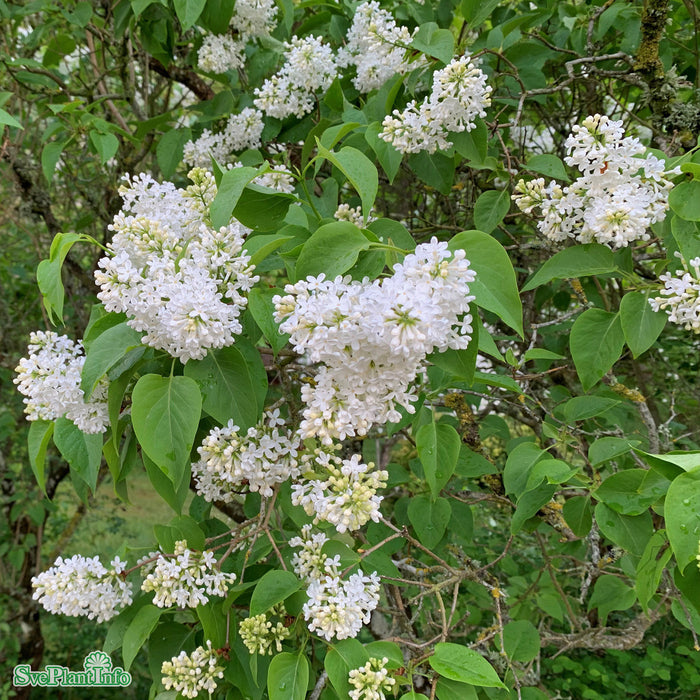 Syringa vulgaris 'Alba' Busk C5